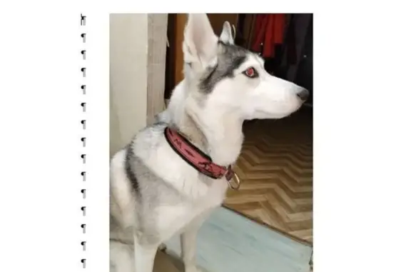 Найденные животные Комсомольск-на-Амуре, фото: Собака найдена: Моск. пр., 14/2, Комсомольск-на-Амуре