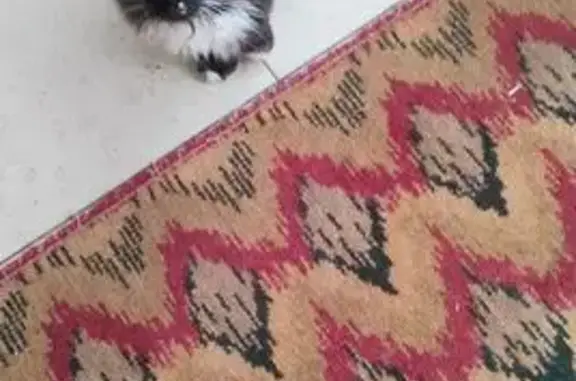 Кот найден, Виноградная ул., Городище