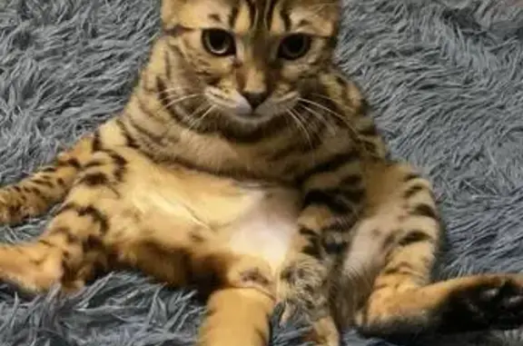 Кошки потеряшки, Смоленск, фото: Потеряшка кошка, 2-й Краснинский пер., 8