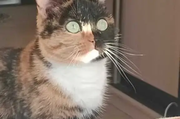 Кошки потеряшки, Первоуральск, фото: Потеряшка кошка, ул. 1 Мая, Первоуральск