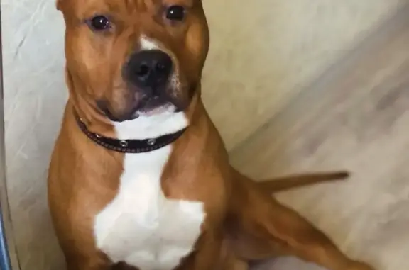 Собаки потеряшки, Шахты, фото: Потеряшка собака, пер. Азина 6, Шахты