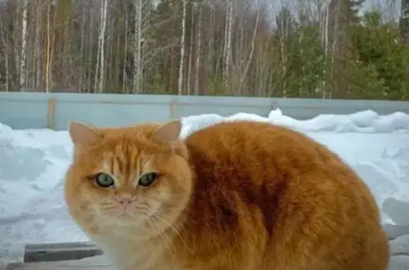 Пропала кошка на Ленина, Урай