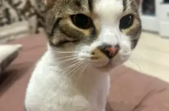 Кошка найдена: ул. Бутина, 37, Чита