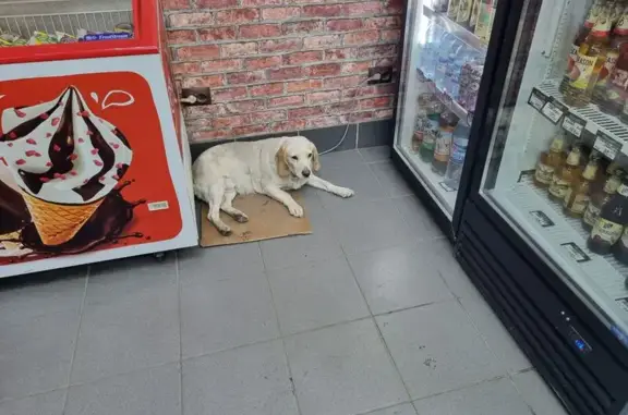 Собака найдена: ул. Б. Хмельницкого, 126, Омск