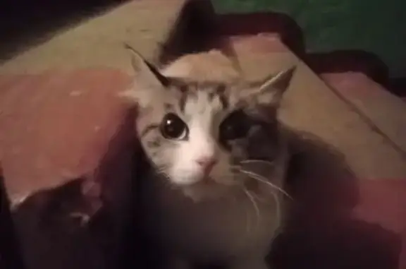 Найдена кошка, Красноярск, фото: Найдена кошка, ул. Юшкова 12А, Красноярск