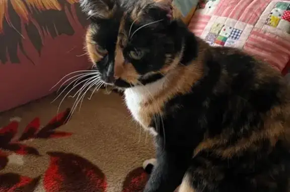 Кошки потеряшки, городской округ Бердск, фото: Потеряшка кошка, ул. Ленина 6/16, Бердск