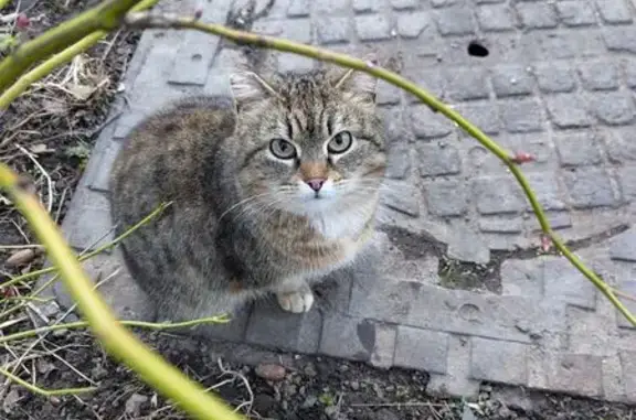 Кошка найдена: пр. Просвещения, д. 14, к. 2