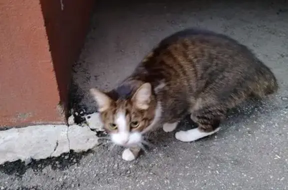 Кошка найдена, ул. Крупской, Рязань