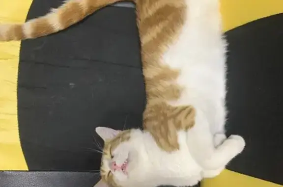 Пропала кошка, Сальск, Будённого 80