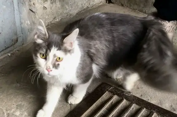 Кошка найдена: Газетный 102, Ростов-на-Дону