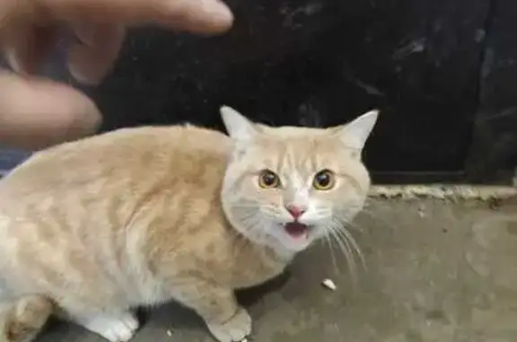 Кошка найдена: Красноярский Рабочий, 96