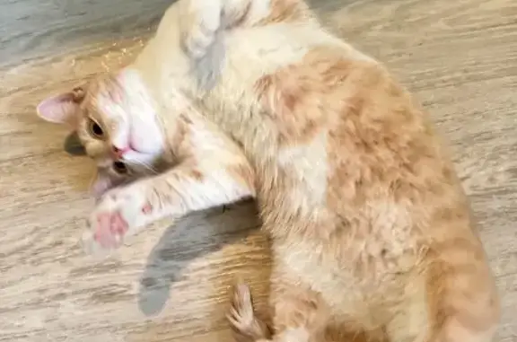 Найдена ласковая кошка, Окружная 27В