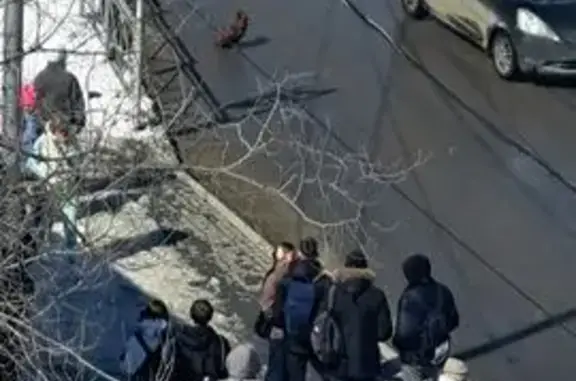 Собака найдена у остановки Топографический, Хабаровск