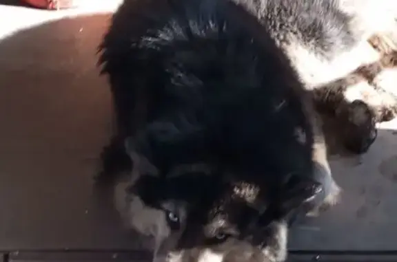 Маламут найден на пр. Шахтёров, 43, Прокопьевск