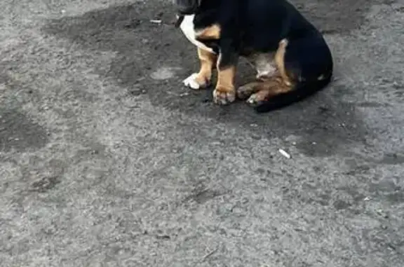 Собака найдена, Омск, ул. Лизы Чайкиной