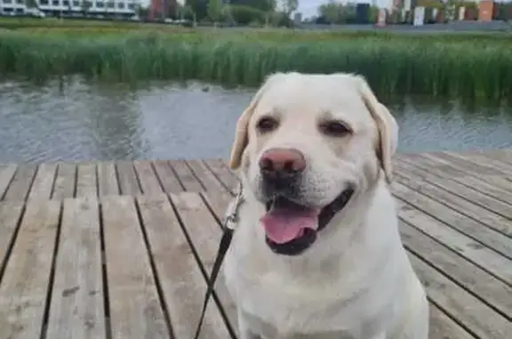 Собаки потеряшки, Тюменская область, фото: Потеряшка собака в Велижанах, Тюменская обл.