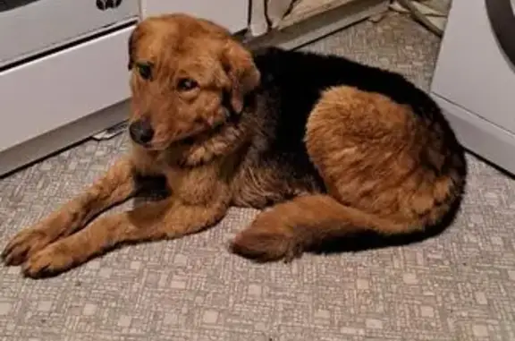 Собаки потеряшки, Набережные Челны, фото: Потеряшка собака, Рубаненко 10, Набережные Челны