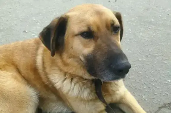 Найдена собака, Пенза, фото: Собака найдена на ул. Красная Горка, Пенза