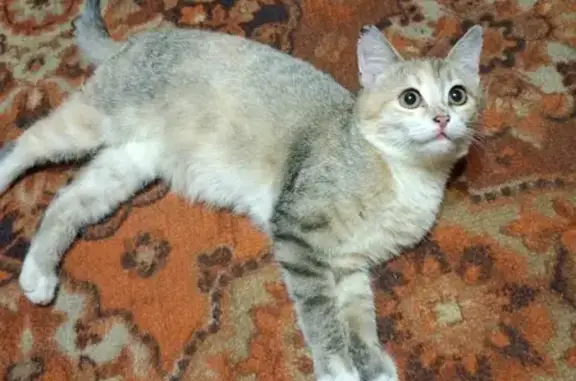 Кошка вернулась: ул. Чернышевского, 3, Владимир