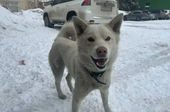 Собака найдена: Производственный пер., 2