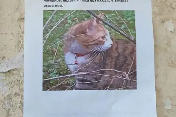 Кошка найдена, Новоспортивная 2, Одинцово