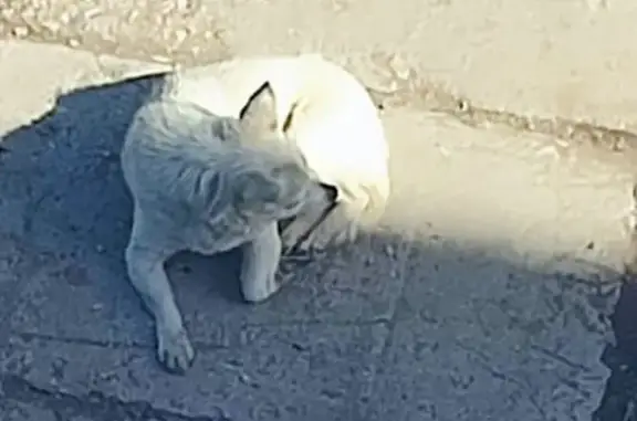 Найдена собака, Беляевское шоссе, Оренбург