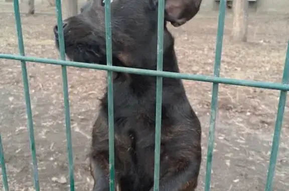 Щенок найден на ул. Доватора, 8, Челябинск