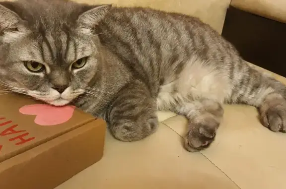 Кошки потеряшки, Рязань, фото: Потеряшка серый кот, ул. Нахимова, Рязань