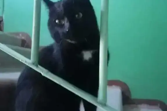 Найдена кошка, Киров, фото: Кошка найдена на пр. Строителей, 50 к1