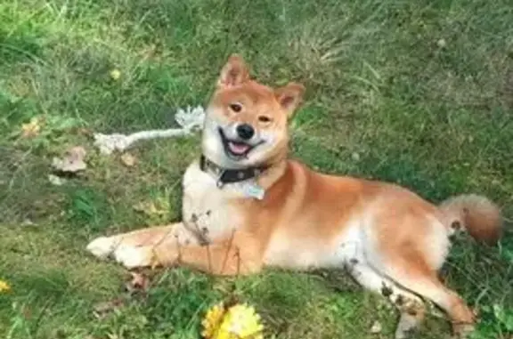 Собаки потеряшки, Верхнеднепровский, фото: Потеряшка собака в Верхнеднепровском