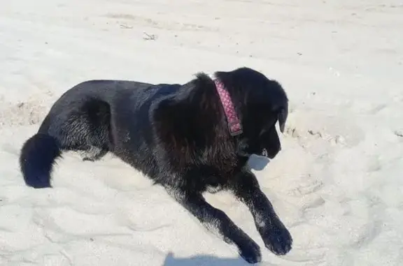 Найдена собака, Поваровка, фото: Найдена чёрная собака, Заречная ул.