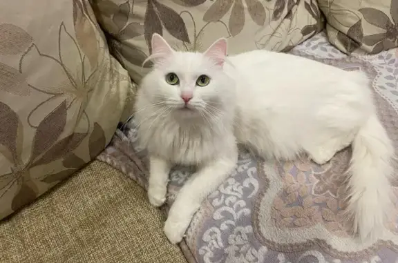 Кошка найдена, ул. Ватутина, Омск
