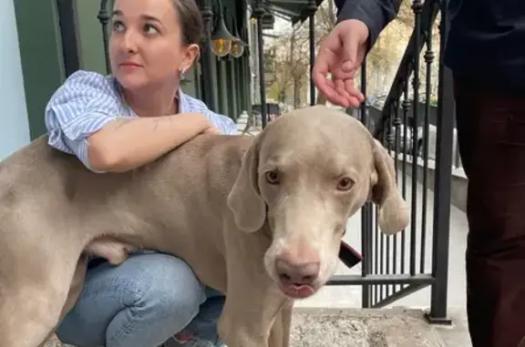 Найдена собака, Тбилиси, фото: Собака найдена: ул. Чавчавадзе, 9, Тбилиси