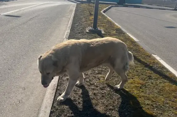 Алабай найден на Зеленодольской, 26