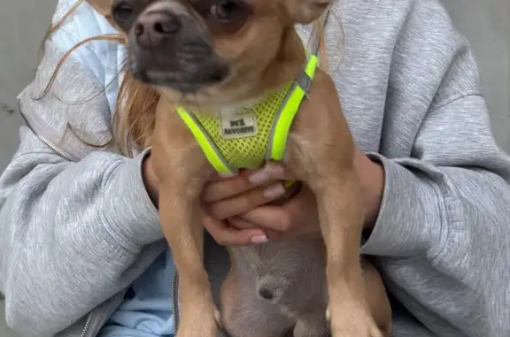 Собака найдена на ул. 2-я Линия, 328