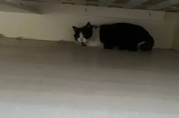 Кошка найдена: ул. Чапаева, 57, Рязань