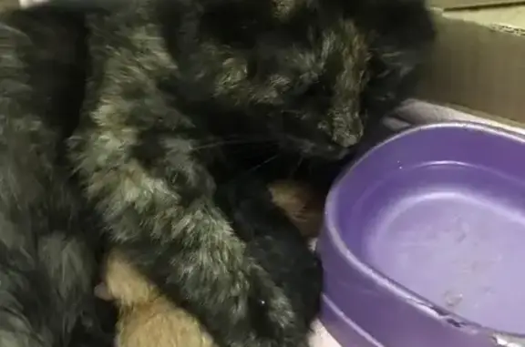 Трехцветная кошка найдена на Гагарина, 103