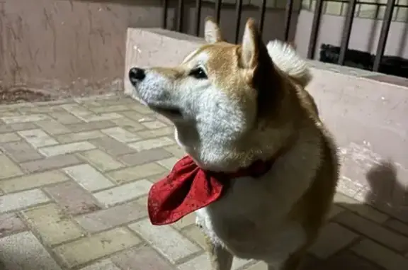 Найдена собака, , фото: Сиба-ину найдена: Элиста, Калмыкия