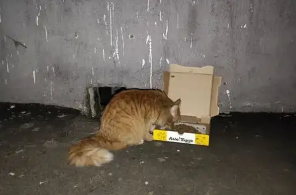 Кошка найдена: Дубнинская 6к3, Москва