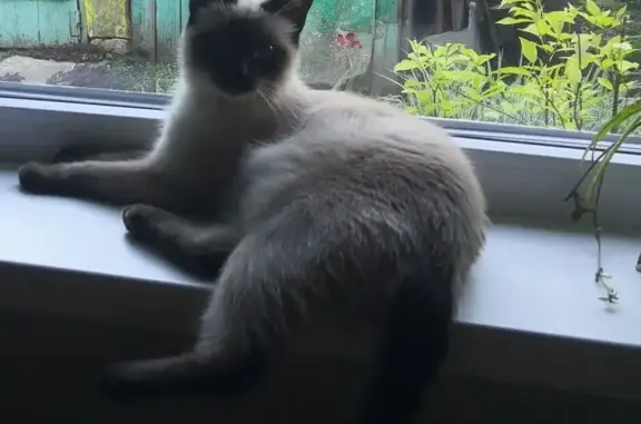 Объявления о пропавших и найденных животных, Борисоглебск, фото: Пропала сиамская кошка, Садовая ул., Борисоглебск