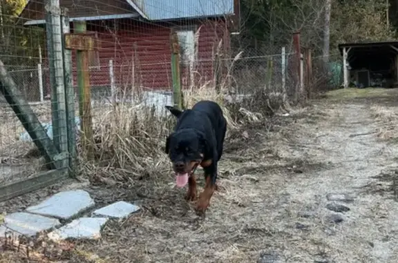 Найдена собака, Владимирская область, фото: Собака найдена, Филипповское, Владимирская область