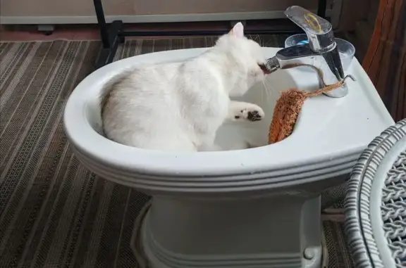 Потерянные животные Борисоглебск, фото: Пропал кот, Революционная ул., Борисоглебск