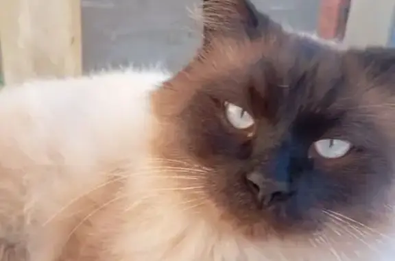 Пропала кошка, Октябрьская ул. 47А, Тамань - photo