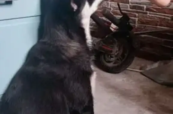 Собака ищет дом, ул. Старокубанская, 123А