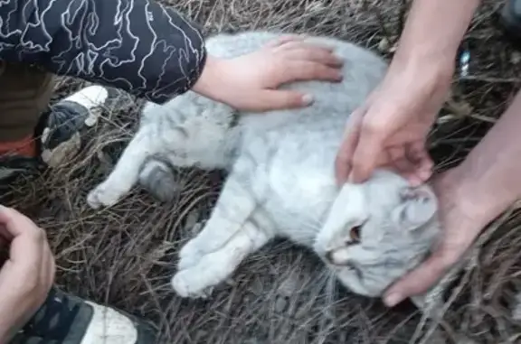 Найдена кошка, Сарапул, фото: Кошка найдена: ул. Степана Разина, 59