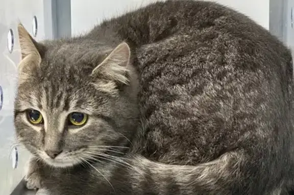 Котик найден, Олимпийский б-р, 12, Воронеж