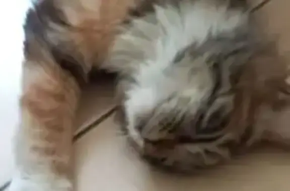 Трёхцветная кошка найдена: Трубный 8/1