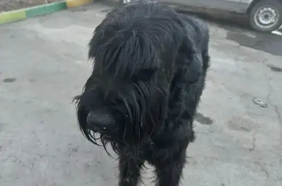 Собака найдена у магазина «Фасоль», Клименко 37