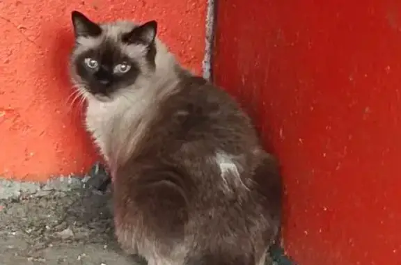 Кошка найдена: Новая ул., 10/3, Оренбург