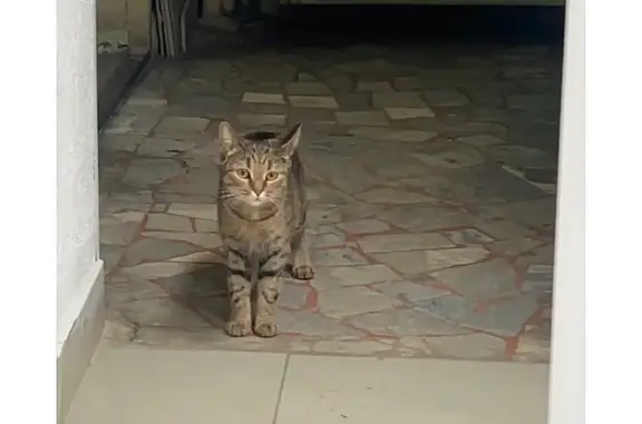 Найдена кошка, Саратов, фото: Кошка найдена: ул. Кутякова, 138, Саратов